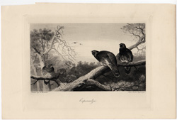 vintage and antique bird prints